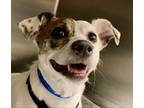 Bandit *sn*, Jack Russell Terrier For Adoption In Houston, Texas