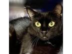 Adopt Tabitha a All Black Domestic Shorthair / Mixed cat in Springfield