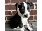Adopt August a White - with Tan, Yellow or Fawn Australian Cattle Dog / Bluetick
