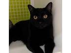 Adopt Sharpie a All Black American Shorthair / Mixed cat in Helena