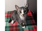 Adopt Dash #high-5-gang a Gray, Blue or Silver Tabby Domestic Shorthair / Mixed