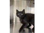 Adopt Kirk a All Black Domestic Longhair / Mixed (long coat) cat in Harrisville