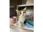 Adopt Fancy a Calico or Dilute Calico Domestic Shorthair / Mixed (short coat)