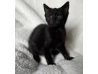 Adopt Cora ~ Available at PetSmart in Warsaw, IN! a All Black Domestic Shorthair