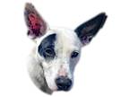 Adopt Montezuma a White - with Black Cattle Dog / Mixed dog in Prescott