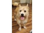 Rascal #6, Cairn Terrier For Adoption In Umatilla, Florida