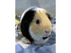 Mocha, Guinea Pig For Adoption In Roseville, California