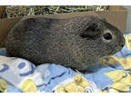 Pepper, Guinea Pig For Adoption In Roseville, California