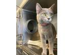 Cleo, Domestic Shorthair For Adoption In Chicago, Illinois
