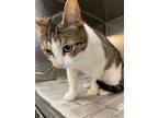 Besset, Domestic Shorthair For Adoption In Chicago, Illinois