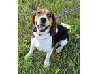 Adopt Rodrick a Tricolor (Tan/Brown & Black & White) Beagle / Mixed dog in New