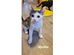 Adopt Myckie a Domestic Shorthair / Mixed cat in Evergreen, CO (39020035)