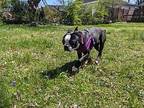 Quinn Meredith Patrick-3929tn, Boston Terrier For Adoption In Maryville