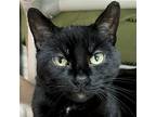 Hope, Domestic Shorthair For Adoption In Jefferson, Wisconsin