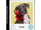 Adopt Liza (The Variety Pack) 082623 a Brindle - with White Mountain Cur / Hound
