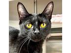 Shadow, Domestic Shorthair For Adoption In Jefferson, Wisconsin