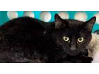 Benny, Domestic Shorthair For Adoption In Santa Rosa, California