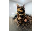 Emmie, Domestic Shorthair For Adoption In New York, New York