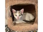 Adopt Snowball a White (Mostly) Domestic Shorthair / Mixed cat in Palatine