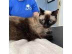 Adopt Abby a Tan or Fawn Domestic Shorthair / Mixed cat in Englewood