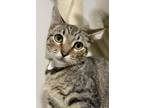 Adopt Rocky a American Shorthair / Mixed cat in Whitestone, NY (38919201)