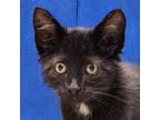 Adopt Rip Wheeler a Domestic Shorthair cat in Yankton, SD (39167729)