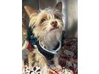 Carlito*, Silky Terrier For Adoption In Pomona, California