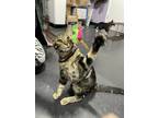 Adopt Flash & Gizmo a Domestic Shorthair (short coat) cat in Ferndale