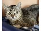 Jan - Maui Cat, Domestic Shorthair For Adoption In Milpitas, California