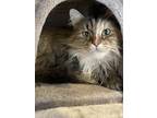Adopt Gracie a Domestic Mediumhair / Mixed (long coat) cat in Ferndale