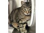 Narwhal - Maui Cat, Domestic Shorthair For Adoption In Milpitas, California
