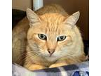Tempura - Maui Cat, Domestic Shorthair For Adoption In Milpitas, California