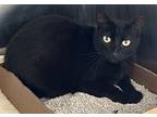 Noches - Maui Cat, Domestic Shorthair For Adoption In Milpitas, California