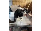 Sandy, Domestic Shorthair For Adoption In Spring Lake, New Jersey