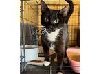 Rizzo, Domestic Shorthair For Adoption In Spring Lake, New Jersey