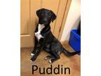 Adopt Puddin a Black - with White Mountain Cur / Mixed dog in Mountain View