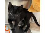 Mrs. Puff - Maui Kitten, Domestic Shorthair For Adoption In Milpitas, California