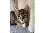 Bucky, Domestic Shorthair For Adoption In Milpitas, California