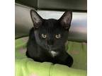 Onyx, Domestic Shorthair For Adoption In Milpitas, California