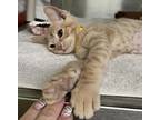 Pearl Krabs- Maui Kitten, Domestic Shorthair For Adoption In Milpitas
