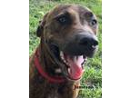 Adopt Jameson a Red/Golden/Orange/Chestnut - with Black Black Mouth Cur / Mixed