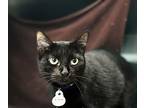 Luna, Domestic Shorthair For Adoption In Marion, Indiana