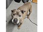 Jolly Giant, American Pit Bull Terrier For Adoption In Escondido, California