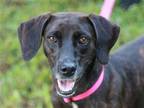 Adopt Lucy a Brindle - with White Mountain Cur / Mixed dog in Fogelsville