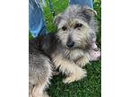 Romy, Terrier (unknown Type, Small) For Adoption In Newport Beach, California