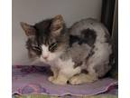 Adopt *Freya* a Domestic Longhair / Mixed cat in Salt Lake City, UT (38988817)