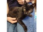 Adopt *Dagan* a Domestic Shorthair / Mixed cat in Salt Lake City, UT (39050064)