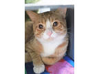 Squishy Paws, Domestic Shorthair For Adoption In Chicago, Illinois