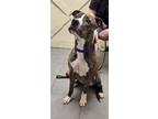 Anna, American Pit Bull Terrier For Adoption In Syracuse, New York
