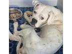 Adopt Chata - (Medical) a White Boxer / Mixed dog in San Diego, CA (38914203)